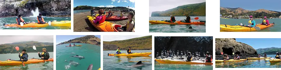 kayaking tours akaroa guided kayak safari south island new zealand 1.jpg